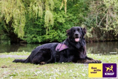 CSFS Limited Edition Feestdagenplank – Maak ’m Persoonlijk & Steun KNGF